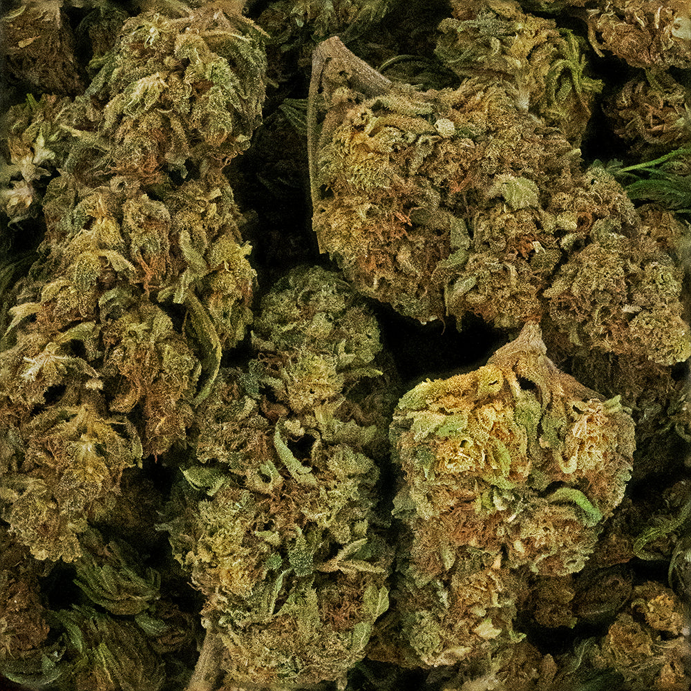 Lemon Haze CBD Greenhouse – Fleur de CBD Italienne 4 %