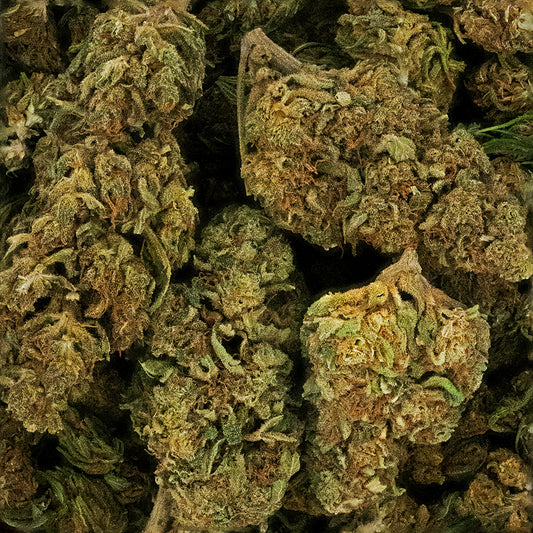 Lemon Haze CBD Greenhouse – Fleur de CBD Italienne 4 %