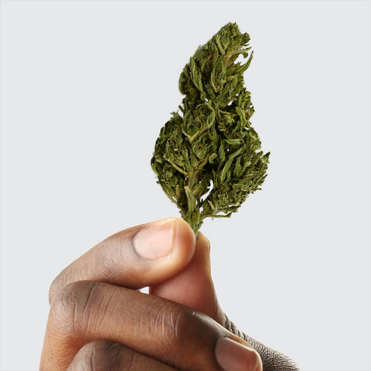 Fleur de CBD Euphoria – Greenhouse Italienne 6 % CBD